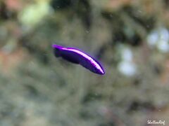 Labroides phthirophagus