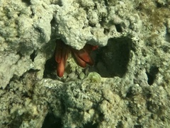 Heterocentrotus mamillatus