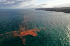 Noctiluca scintillans