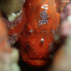 Antennatus tuberosus