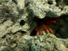 Heterocentrotus mamillatus
