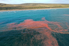 Noctiluca scintillans