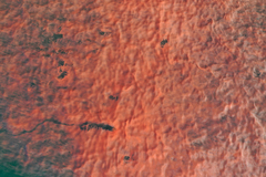 Noctiluca scintillans