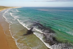 Noctiluca scintillans