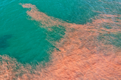 Noctiluca scintillans