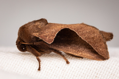 Prolimacodes triangulifera