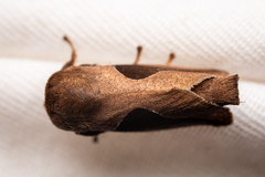 Prolimacodes triangulifera