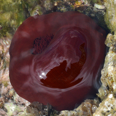 Actinia