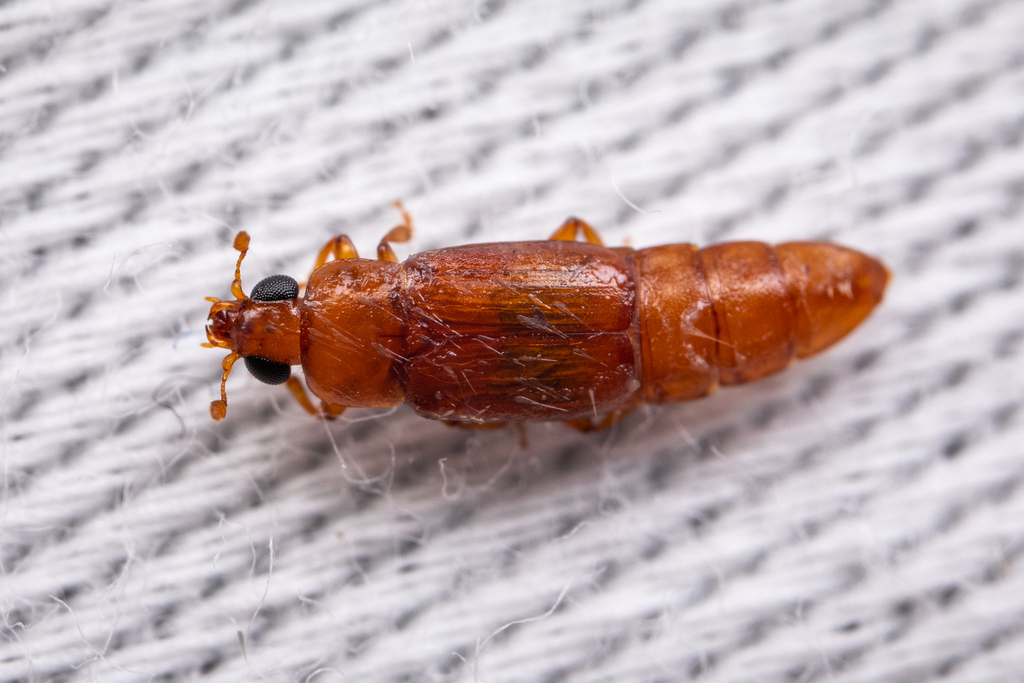 Macrostola