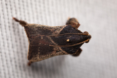 Dasycnemia obliqualis