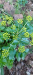 Tauschia hartwegii