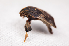 Dasycnemia obliqualis