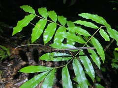 Pseudophasmatoidea