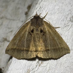 Celiptera frustulum