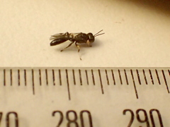 Rhopalum
