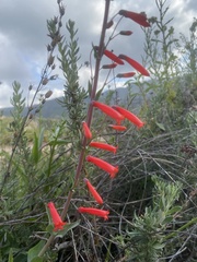 Penstemon centranthifolius