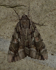 Catocala flebilis