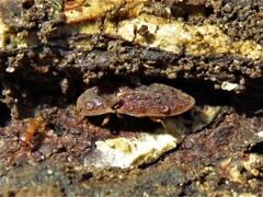 Agrypnus rectangularis
