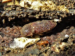 Agrypnus rectangularis
