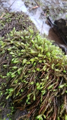 Scleropodium obtusifolium