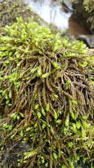 Scleropodium obtusifolium