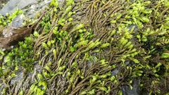 Scleropodium obtusifolium