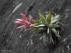 Tillandsia grazielae