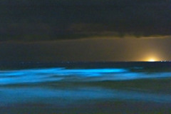 Noctiluca scintillans