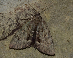 Catocala angusi