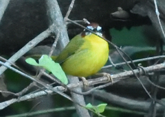 Basileuterus delattrii