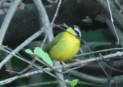 Basileuterus delattrii