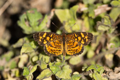 Anthanassa frisia