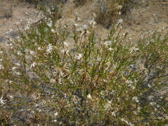 Ericameria linearifolia