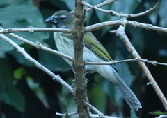 Saltator striatipectus