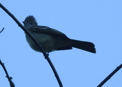 Elaenia flavogaster