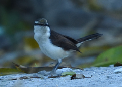 Campylorhynchus griseus