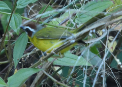 Basileuterus delattrii
