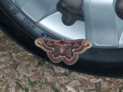 Rothschildia jacobaeae
