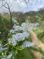 Ceanothus spinosus