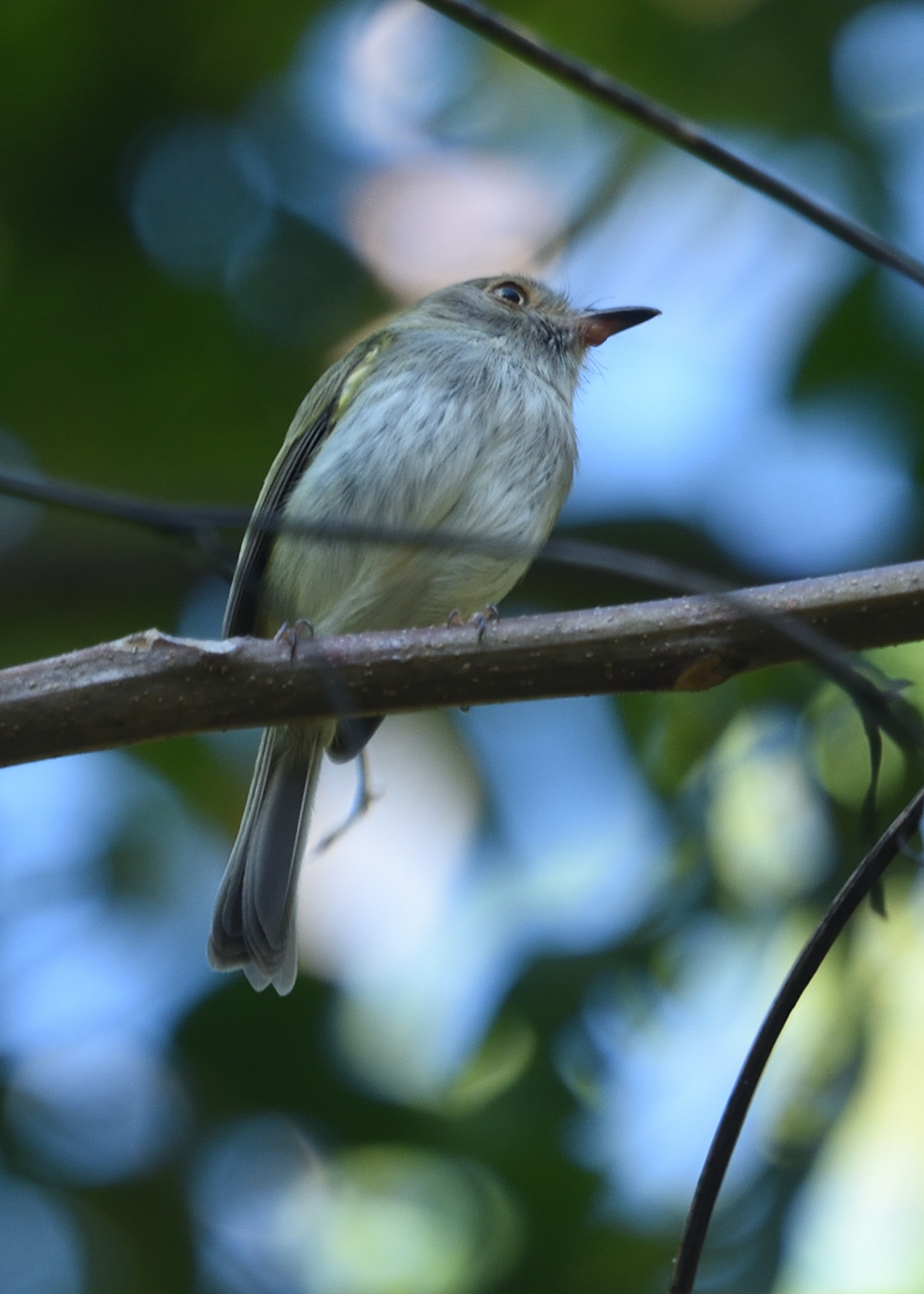 Pale-eyed Pygmy-Tyrant (Atalotriccus pilaris)