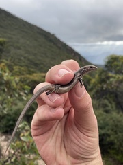 Pseudemoia entrecasteauxii