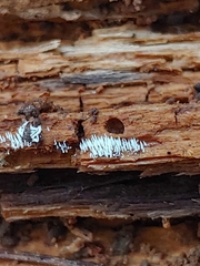 Mucronella fusiformis