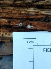 Mucronella fusiformis