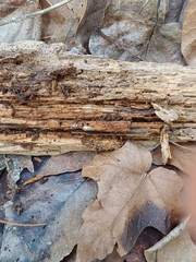 Mucronella fusiformis