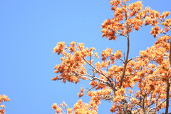 Erythrina poeppigiana