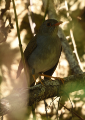 Catharus aurantiirostris