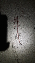 Micrurus diastema alienus