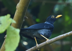 Turdus flavipes