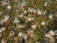 Ericameria linearifolia