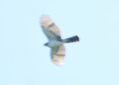 Accipiter bicolor